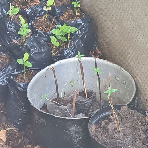 Amnesia Haze growlog photo: Estan un poco torcidas