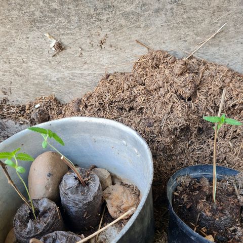 Amnesia Haze growlog photo: Mas grandecitas