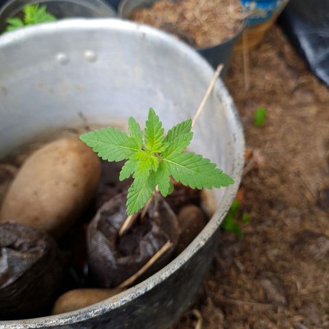 Amnesia Haze growlog timeline photo