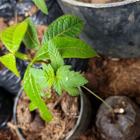 Amnesia Haze growlog timeline photo