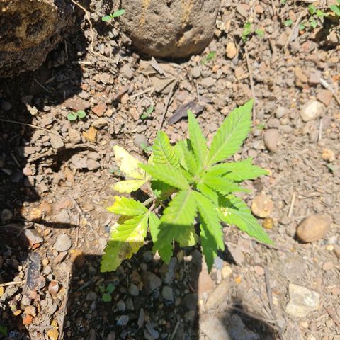 Amnesia Haze growlog photo: Las 3 que sobrevivieron 