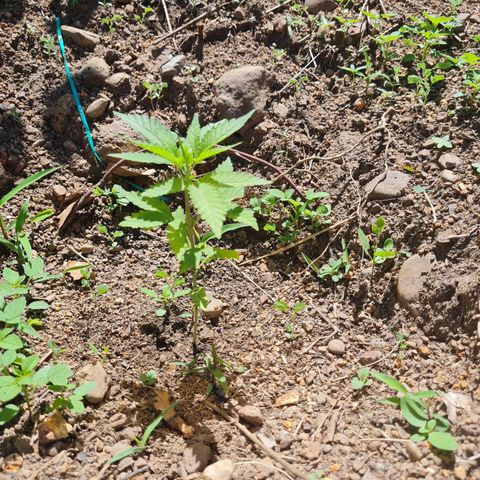 Amnesia Haze growlog photo: Las 3 que sobrevivieron 
