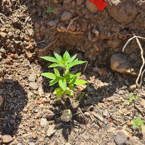 Amnesia Haze growlog photo: Las 3 que sobrevivieron 