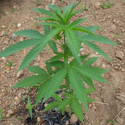 Amnesia Haze growlog photo: Todas estan igual
