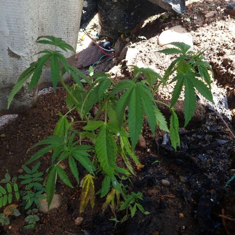 Amnesia Haze growlog timeline photo