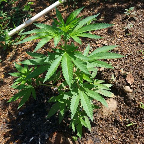 Amnesia Haze growlog timeline photo