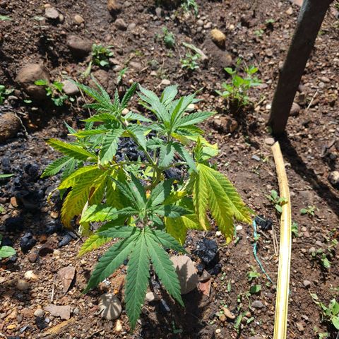 Amnesia Haze growlog timeline photo