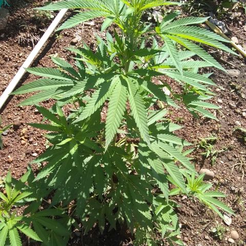Amnesia Haze growlog timeline photo