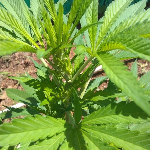Amnesia Haze growlog timeline photo