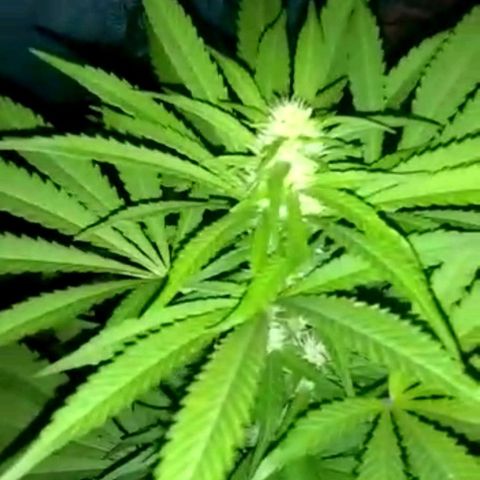 Amnesia Haze growlog timeline photo