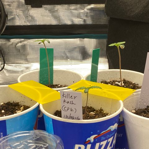Jack cool  growlog timeline photo