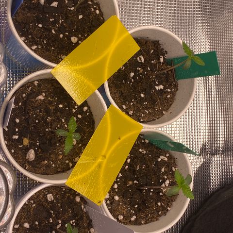 Jack cool  growlog timeline photo