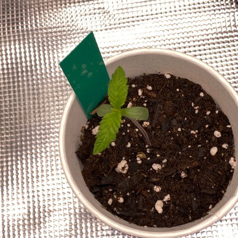 Jack cool  growlog timeline photo
