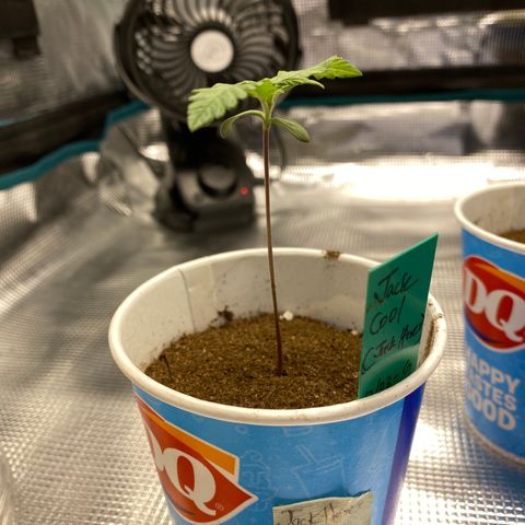 Jack cool  growlog timeline photo