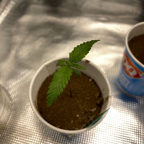 Jack cool  growlog timeline photo