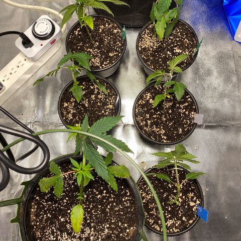 Jack cool  growlog timeline photo