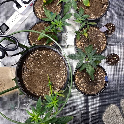 Jack cool  growlog timeline photo
