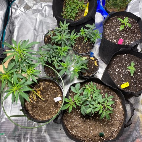 Jack cool  growlog timeline photo