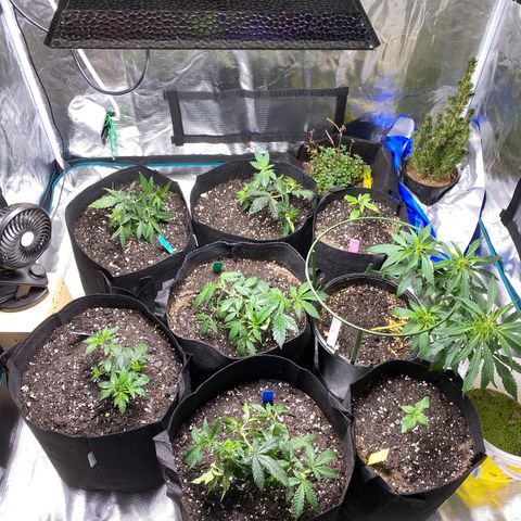 Jack cool  growlog timeline photo