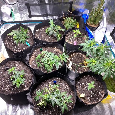 Jack cool  growlog timeline photo