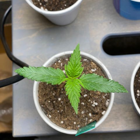 Jack cool  growlog timeline photo