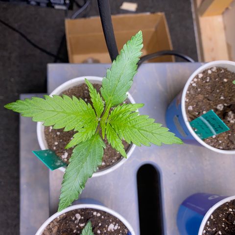 Jack cool  growlog timeline photo