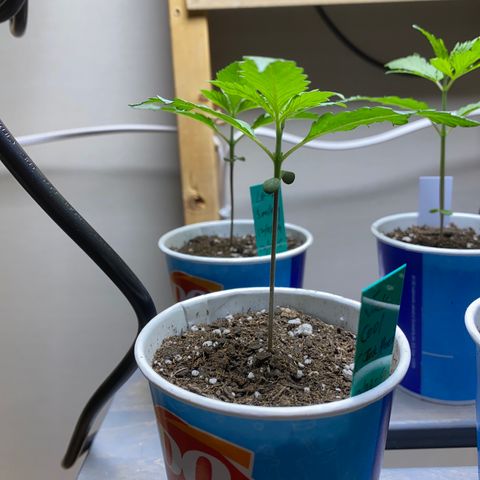 Jack cool  growlog timeline photo