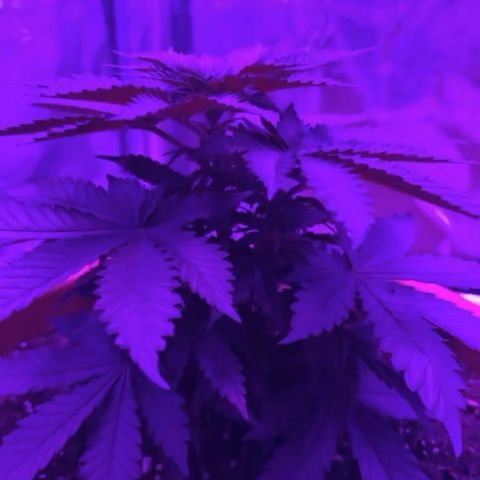 Ice cream cake  growlog timeline photo