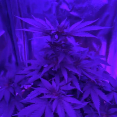 Ice cream cake  growlog timeline photo