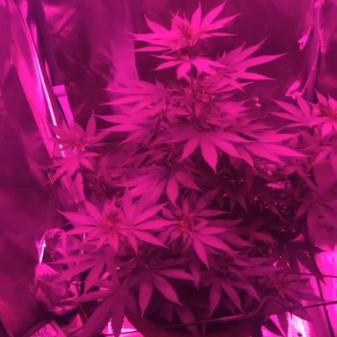 Ice cream cake  growlog timeline photo