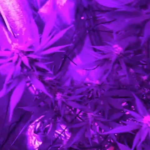 Ice cream cake  growlog timeline photo