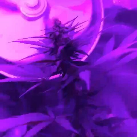 Ice cream cake  growlog timeline photo