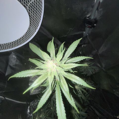 Ice cream cake  growlog photo: Missed a few days around 23/24 