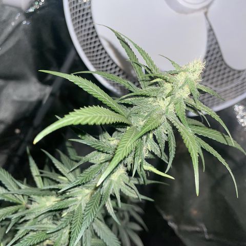 Ice cream cake  growlog photo: Missed a few days around 23/24 