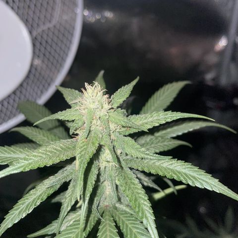 Ice cream cake  growlog photo: Missed a few days around 23/24 