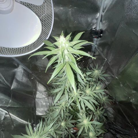 Ice cream cake  growlog photo: Missed a few days around 23/24 