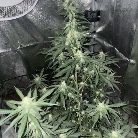 Ice cream cake  growlog photo: Missed a few days around 23/24 