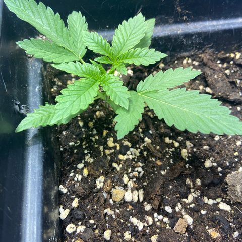 Blue Dream Auto growlog timeline photo
