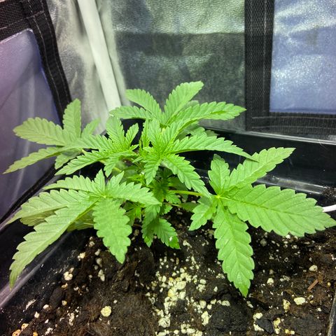 Blue Dream Auto growlog timeline photo
