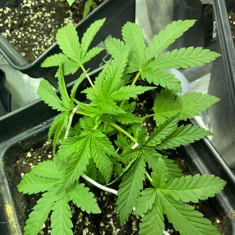 Blue Dream Auto growlog timeline photo