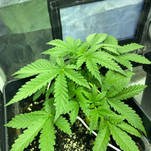 Blue Dream Auto growlog timeline photo