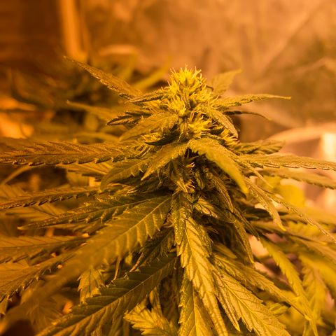 Blue Dream Auto growlog timeline photo