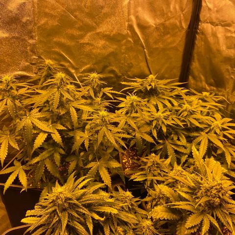 Blue Dream Auto growlog timeline photo