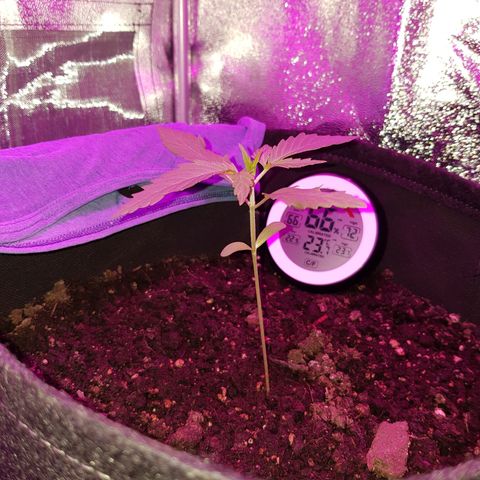Skunk growlog timeline photo