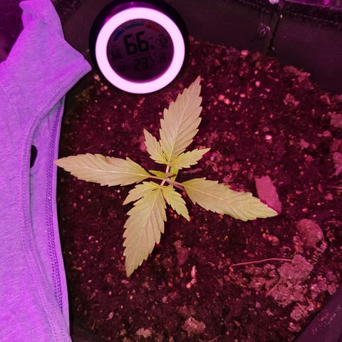 Skunk growlog timeline photo