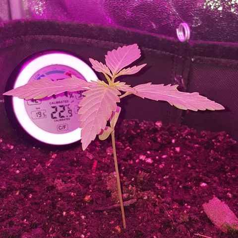 Skunk growlog timeline photo