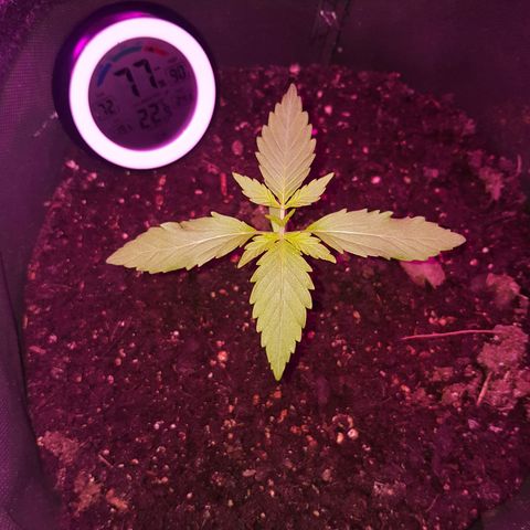 Skunk growlog timeline photo