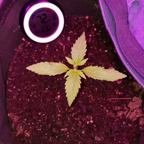 Skunk growlog timeline photo