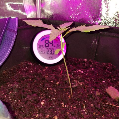 Skunk growlog timeline photo