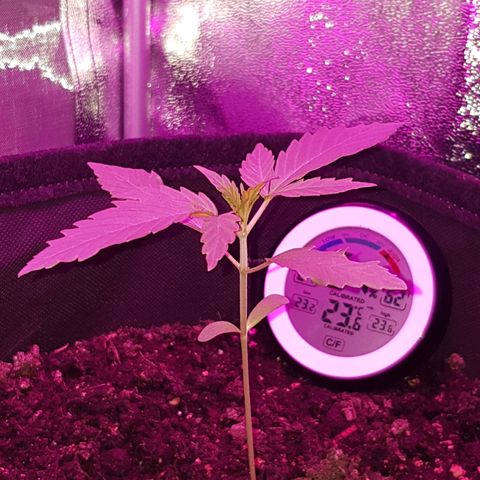 Skunk growlog timeline photo
